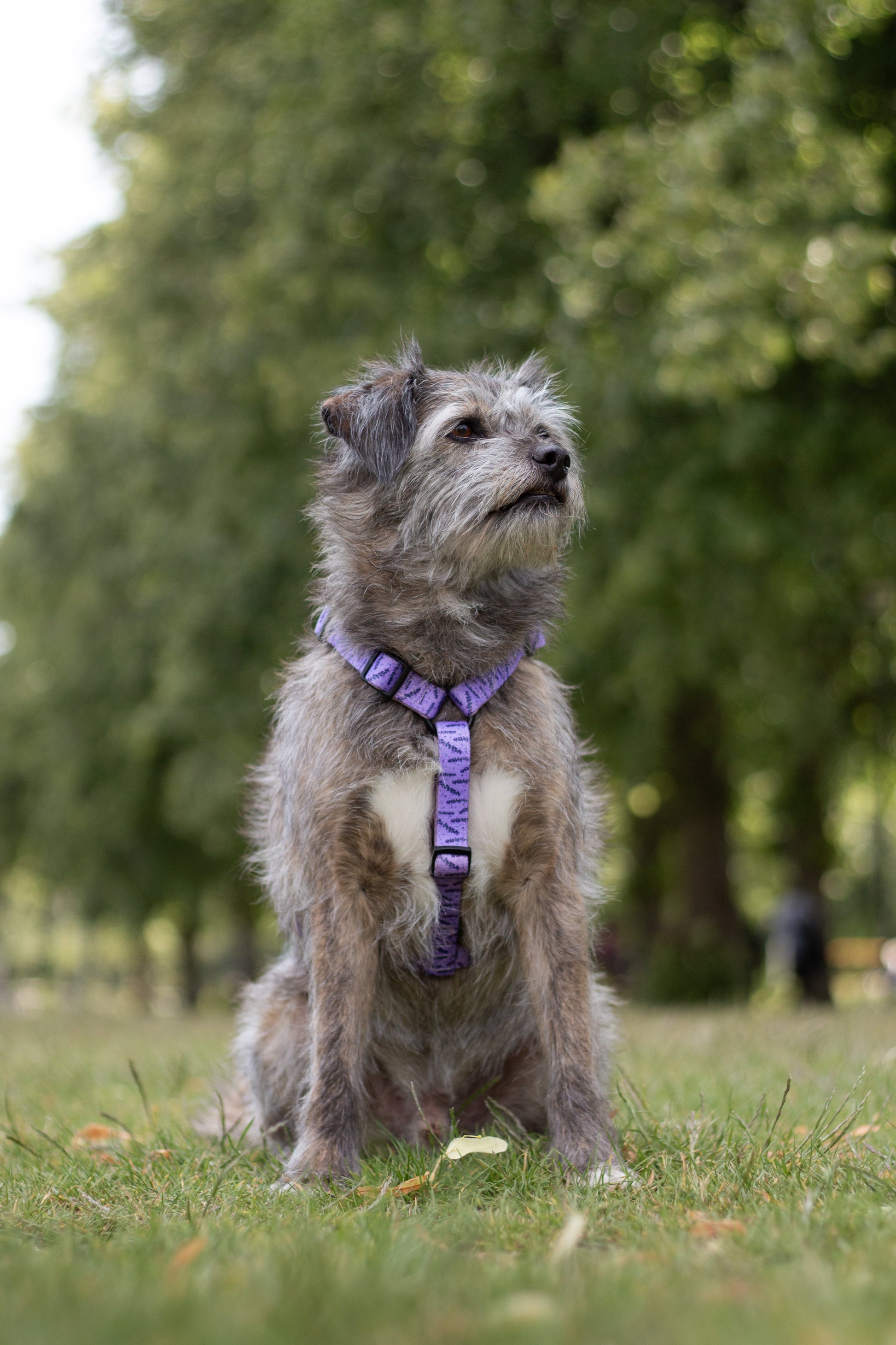 Urban Y Trails Dog Harness - In Smell Lavender