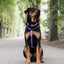 Urban Y Trails Dog Harness - In Smell Lavender