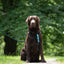 Urban Y Trails Dog Harness - Escape To The Wilderness