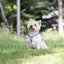 Urban Y Trails Dog Harness - In Smell Lavender
