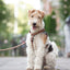 Urban Y Trails dog harness - Lovely Leopard