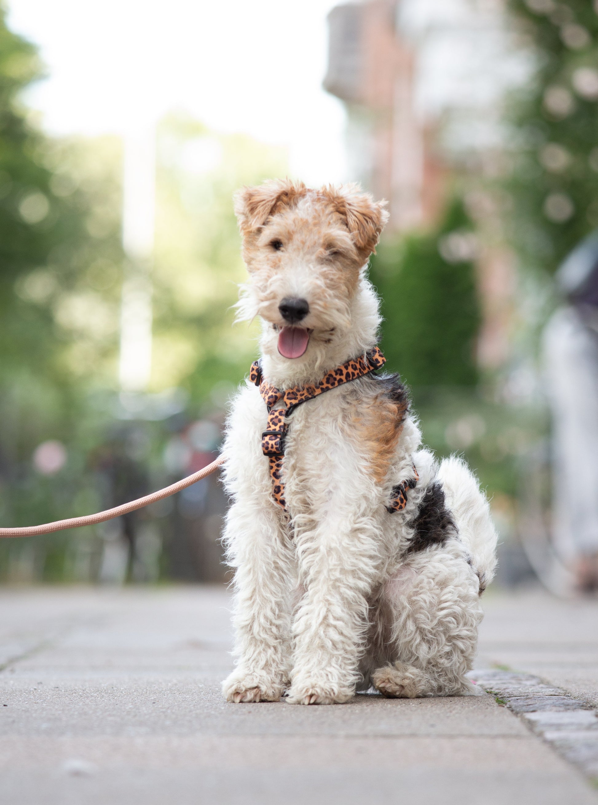 Urban Y Trails dog harness - Lovely Leopard