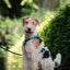 Urban Y Trails Dog Harness - Escape To The Wilderness