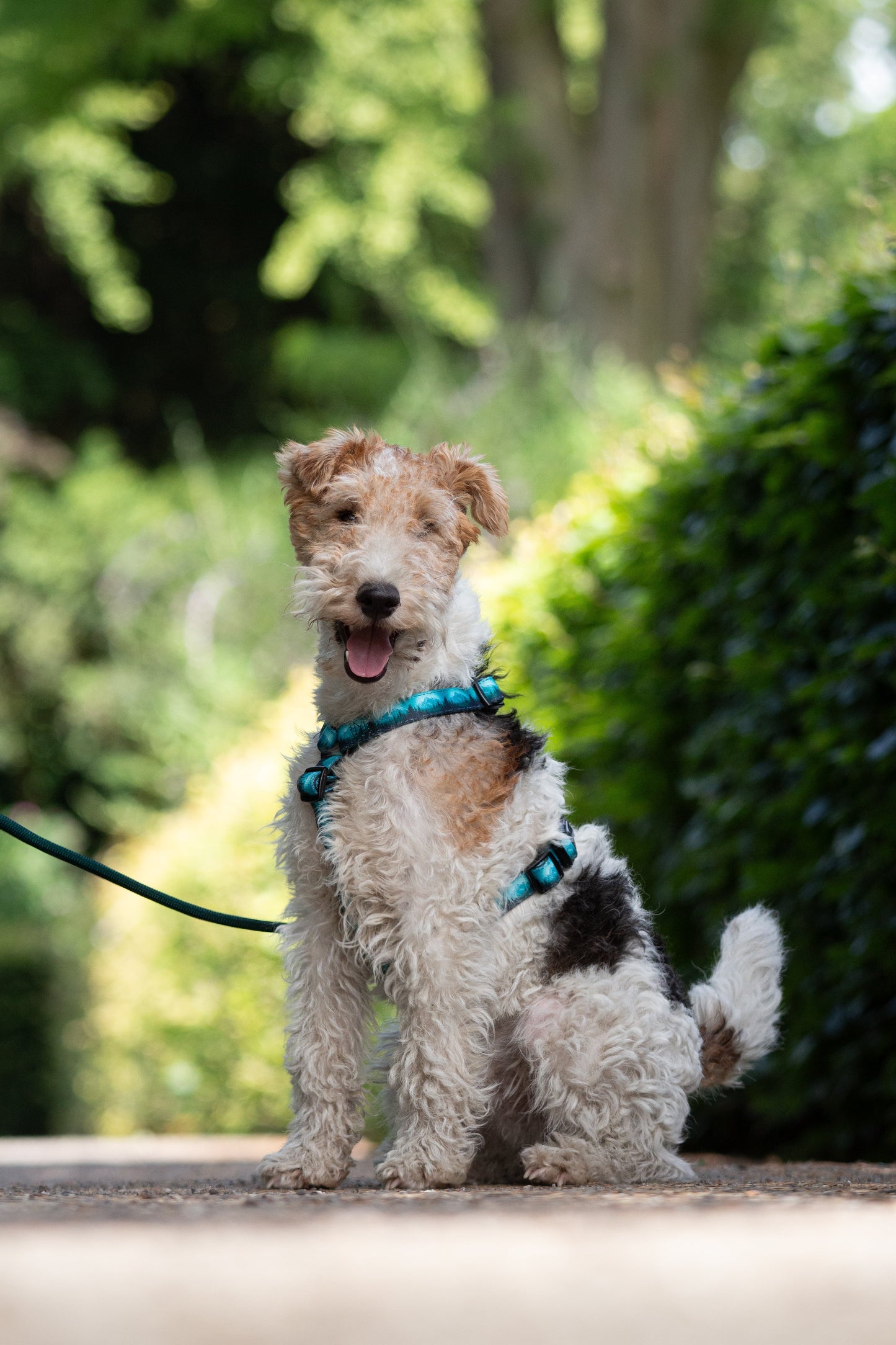 Urban Y Trails Dog Harness - Escape To The Wilderness