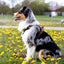 Adventure Trails dog harness - Sunflowers on my mind