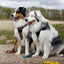 Adventure Trails Dog Harness - Hunting Ground