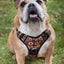 Adventure Trails dog harness - Sunflowers on my mind