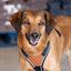 Terrain Trails dog harness - Stylish Black