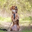 Terrain Trails dog harness - Stylish Black