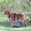 Adjustable dog leash - Stylish Black