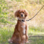 Adjustable dog leash - Stylish Black