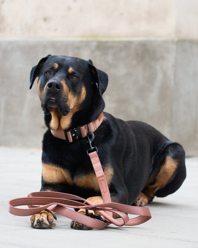Adjustable dog leash - Caramel Luxury