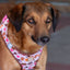 Tiny Trails step-in dog harness - Take a break, with Coffee N' Cake
