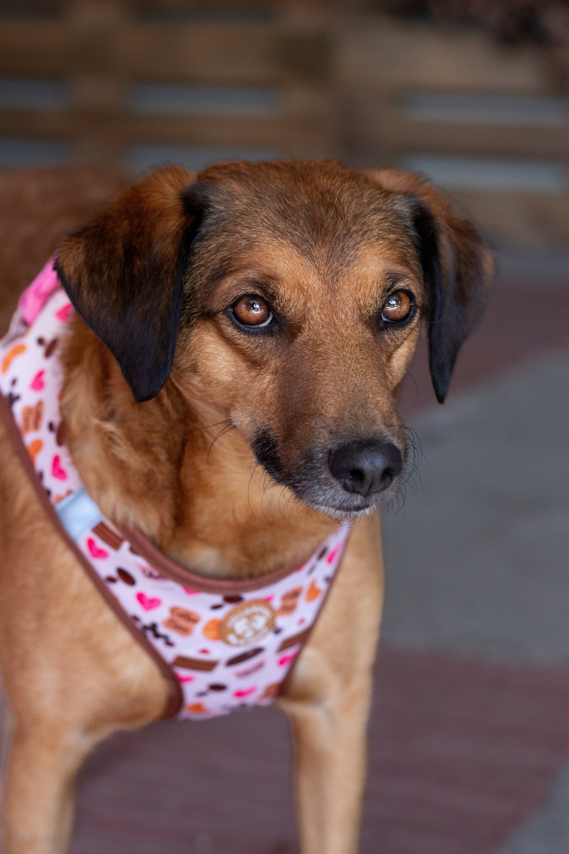 Tiny Trails step-in dog harness - Take a break, with Coffee N' Cake