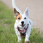 Adventure Trails dog harness - Take a break, with Coffee N' Cake
