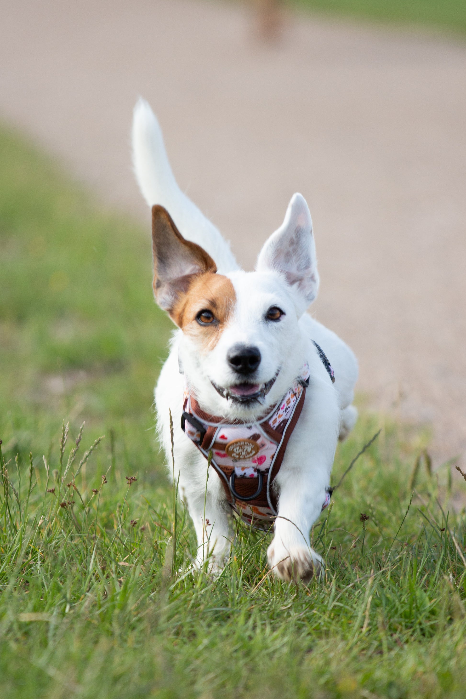 Adventure Trails dog harness - Take a break, with Coffee N' Cake