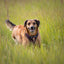 Adventure Trails dog harness - Leaf me not