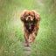 Tiny Trails step-in dog harness - Leaf me not