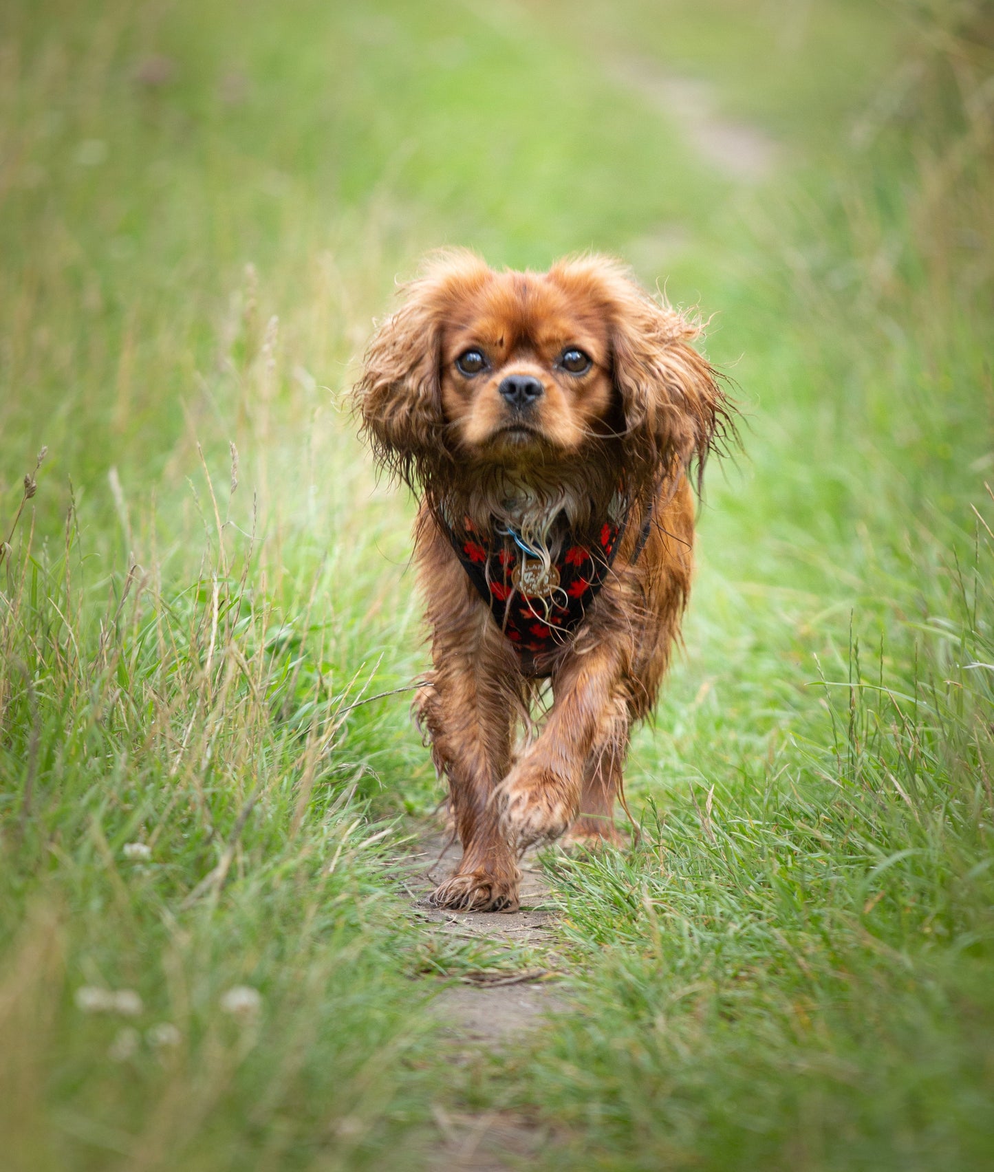Tiny Trails step-in dog harness - Leaf me not