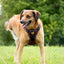 Adventure Trails dog harness - Leaf me not