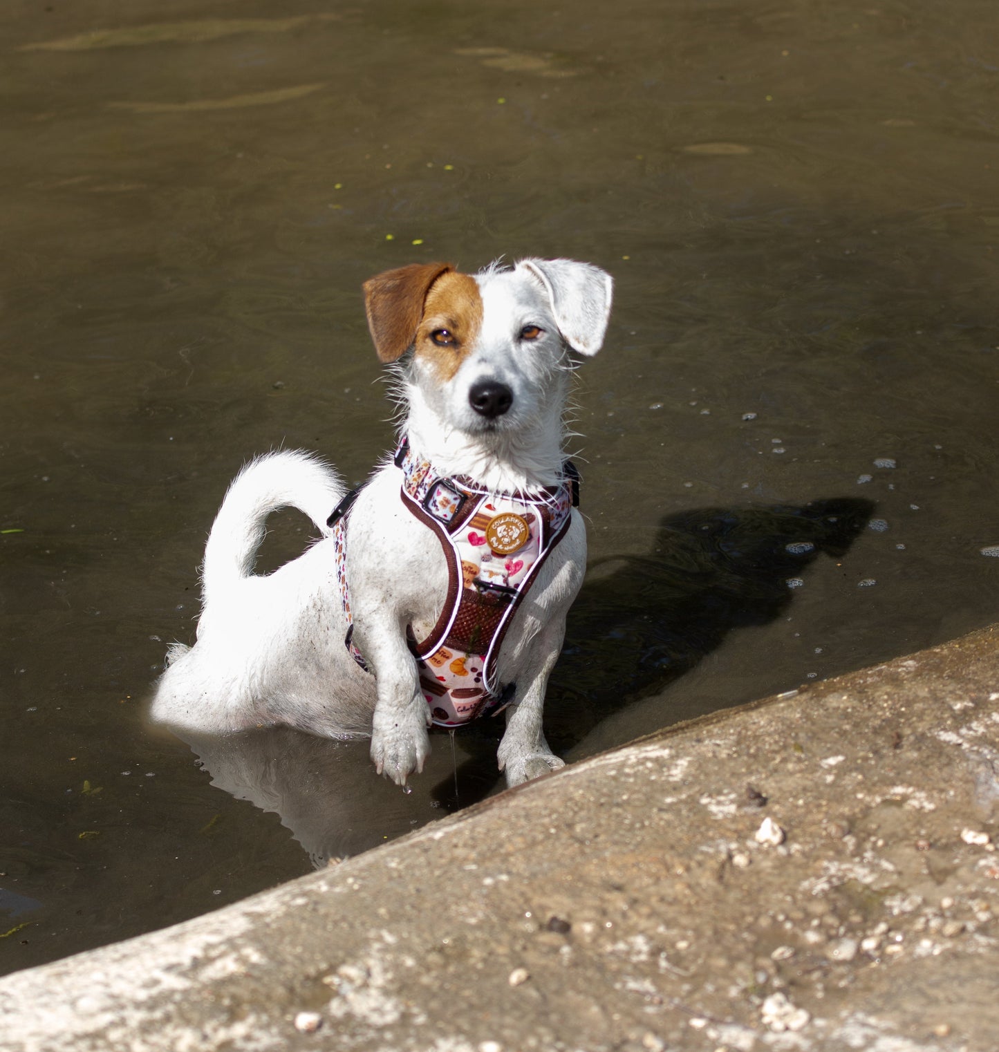 Adventure Trails dog harness - Take a break, with Coffee N' Cake