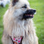Tiny Trails step-in dog harness - Take a break, with Coffee N' Cake
