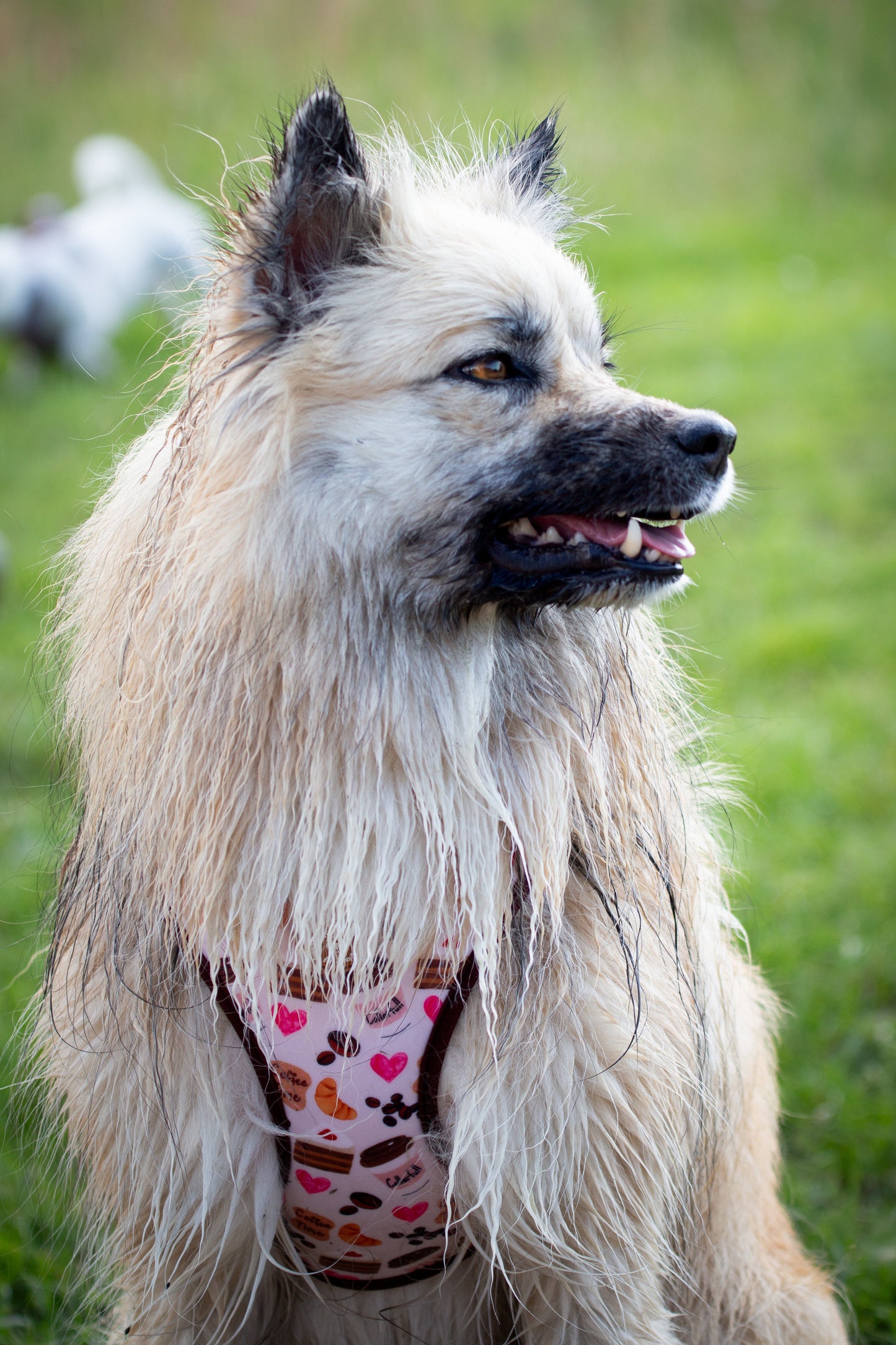 Tiny Trails step-in dog harness - Take a break, with Coffee N' Cake