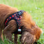 Tiny Trails step-in dog harness - Leaf me not