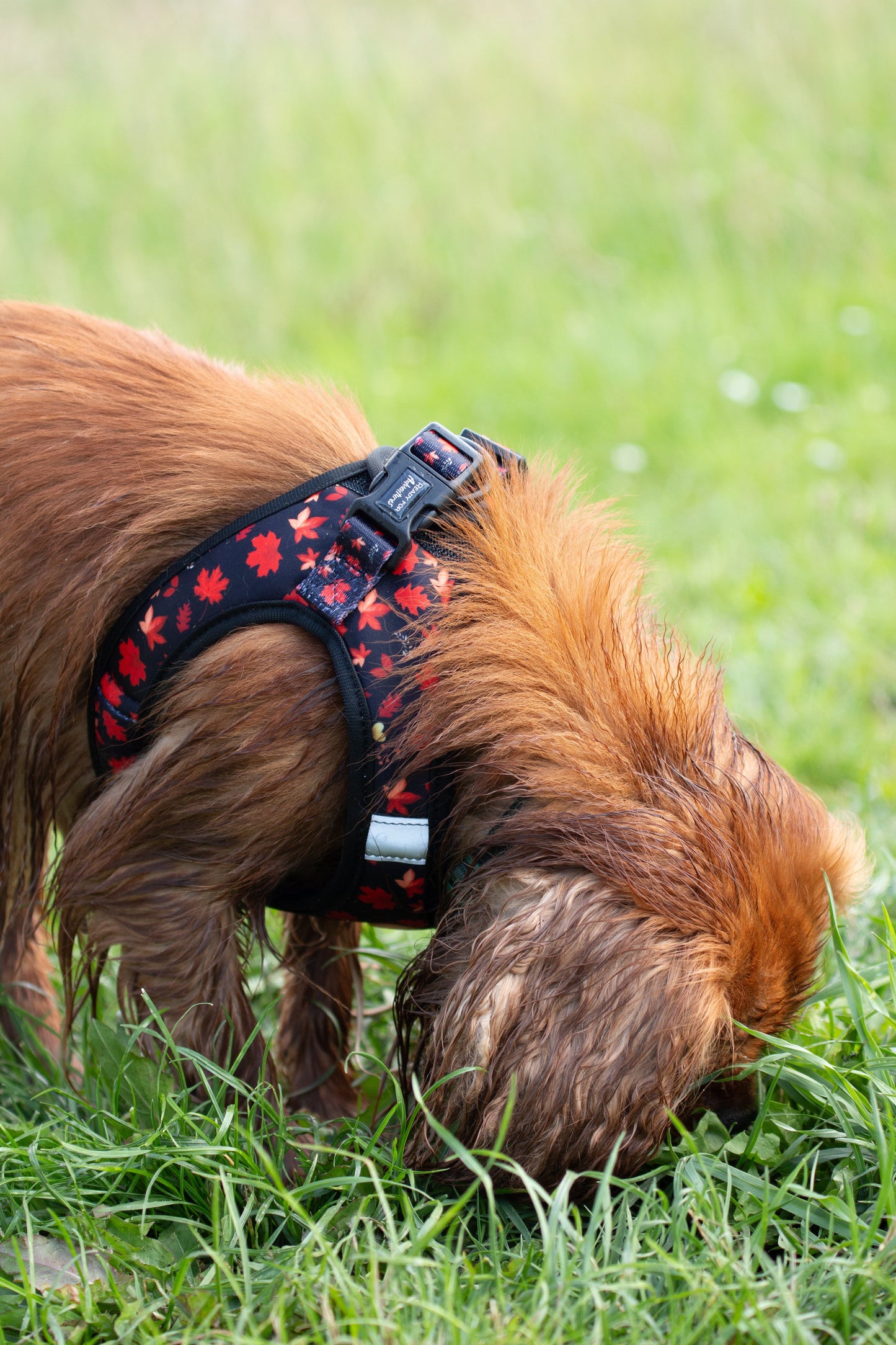Tiny Trails step-in dog harness - Leaf me not