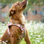 Tiny Trails step-in dog harness - Take a break, with Coffee N' Cake