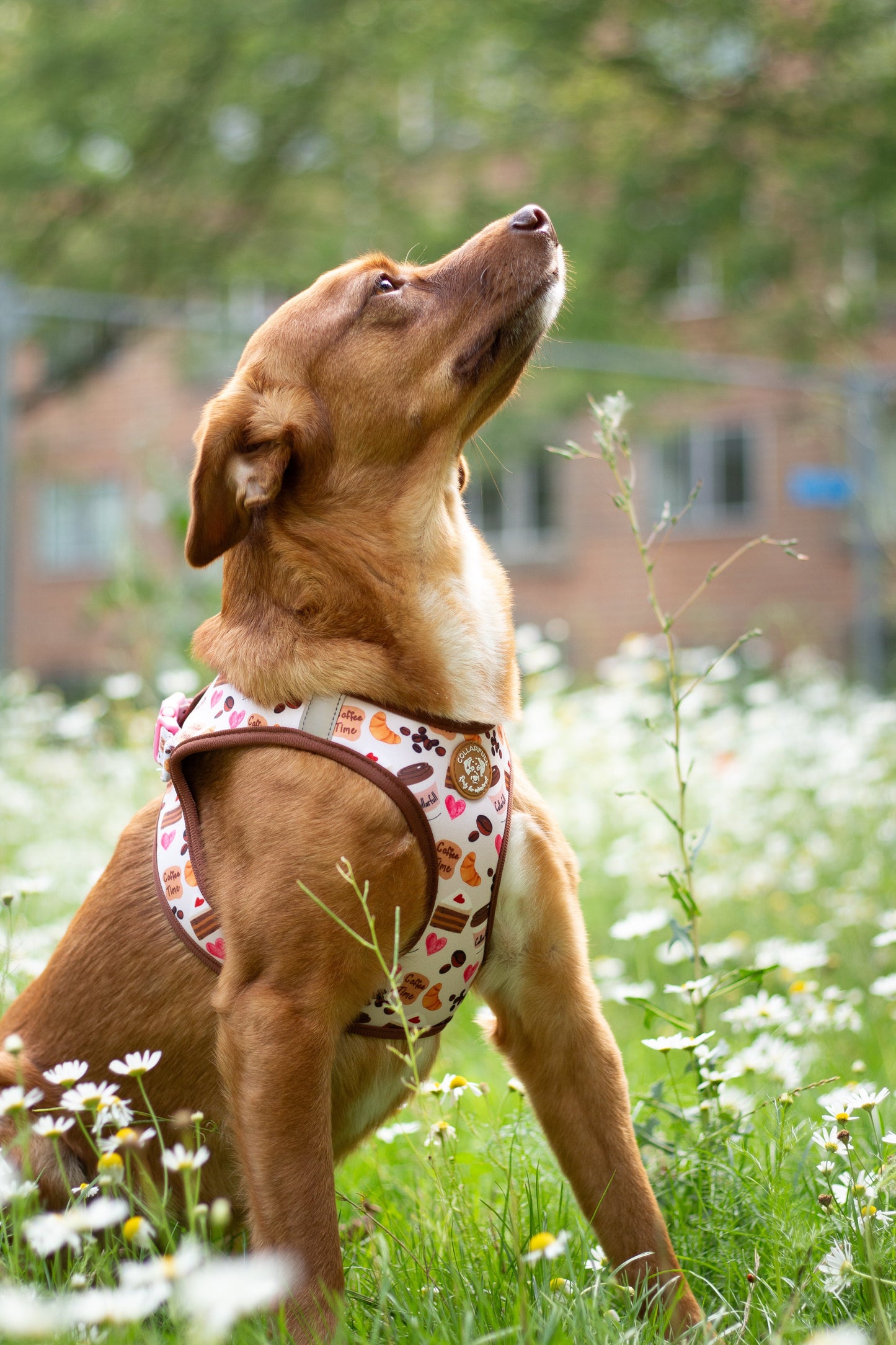 Tiny Trails step-in dog harness - Take a break, with Coffee N' Cake