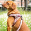 Tiny Trails step-in dog harness - Take a break, with Coffee N' Cake