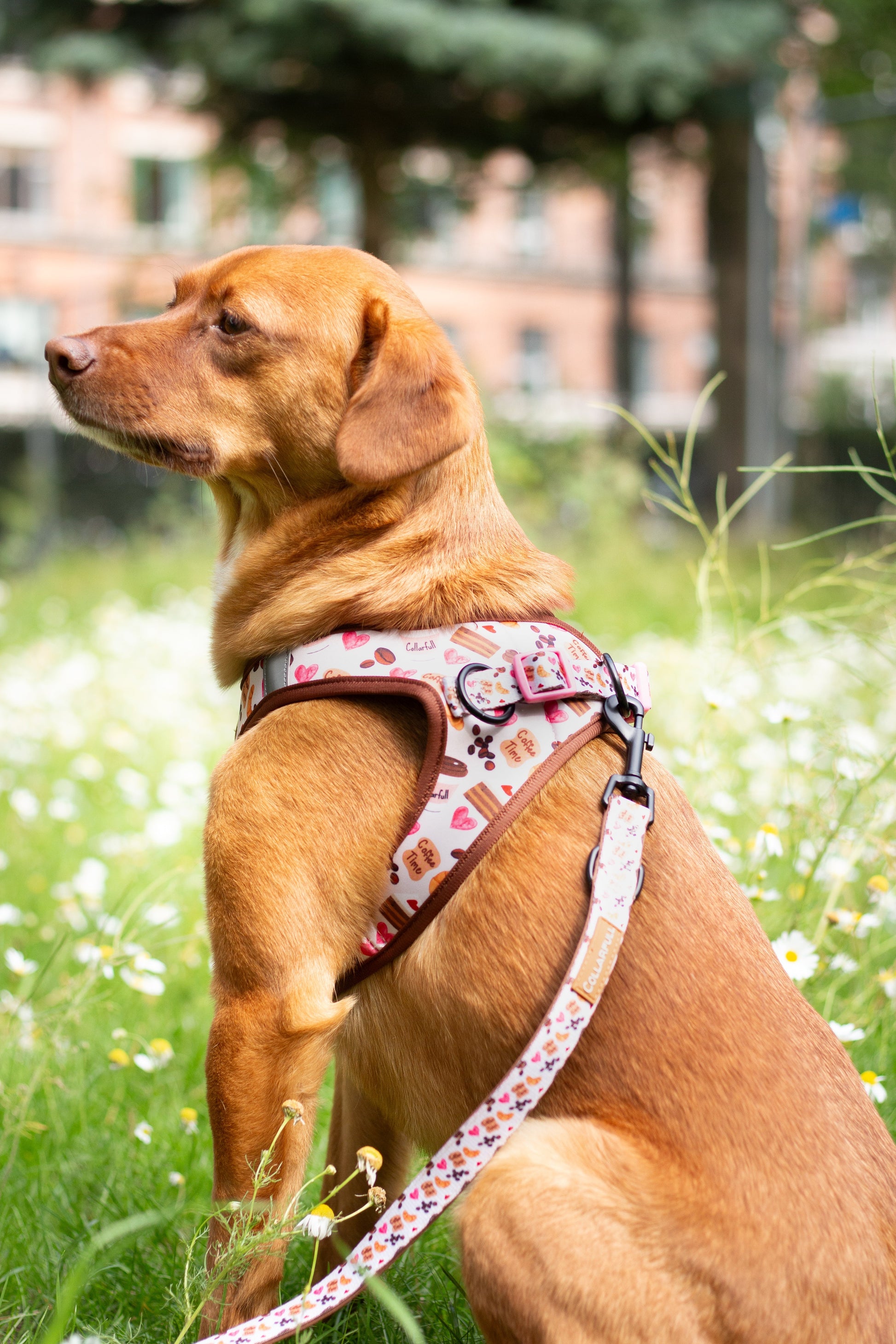 Tiny Trails step-in dog harness - Take a break, with Coffee N' Cake