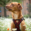 Tiny Trails step-in dog harness - Leaf me not