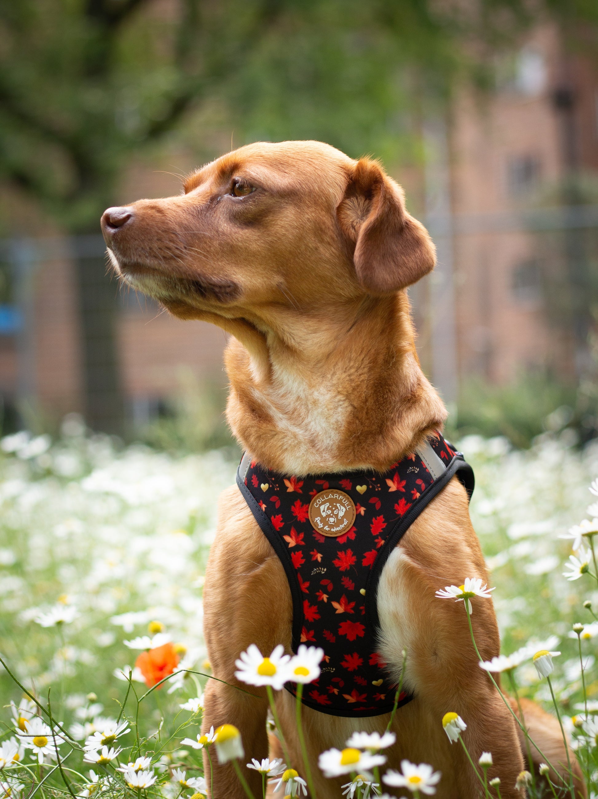Tiny Trails step-in dog harness - Leaf me not