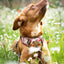 Adventure Trails dog harness - Take a break, with Coffee N' Cake