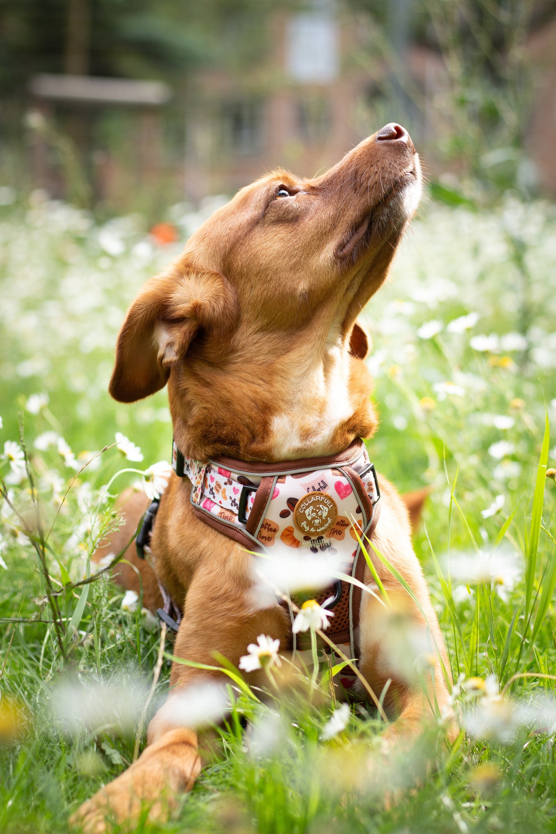 Adventure Trails dog harness - Take a break, with Coffee N' Cake