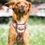 Adventure Trails dog harness - Take a break, with Coffee N' Cake