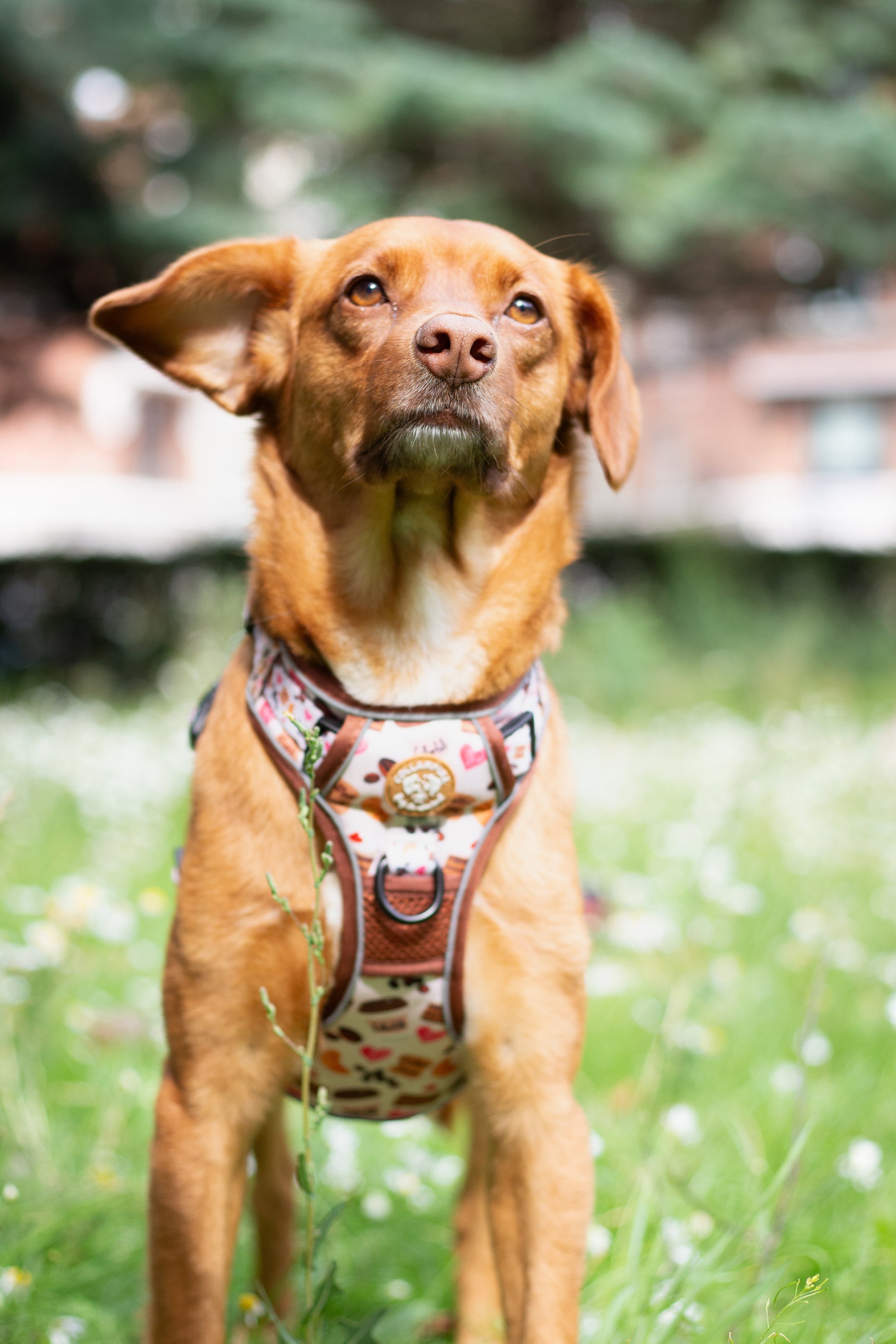 Adventure Trails dog harness - Take a break, with Coffee N' Cake