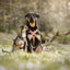 Terrain Trails dog harness - Stylish Black