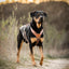 Terrain Trails dog harness - Caramel luxury