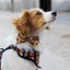 Adventure Trails dog harness - Sunflowers on my mind