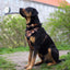 Adventure Trails dog harness - Sunflowers on my mind