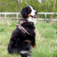 Adventure Trails dog harness - Sunflowers on my mind
