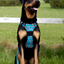 Adventure Trails Dog Harness - Hunting Ground