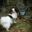 Woolf Ultimate Turkey semi-most fuldfoder - 1kg