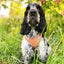 Terrain Trails dog harness - Caramel luxury