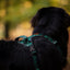 Adventure Trails Dog Harness - Evergreen