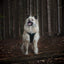Adventure Trails Dog Harness - Evergreen