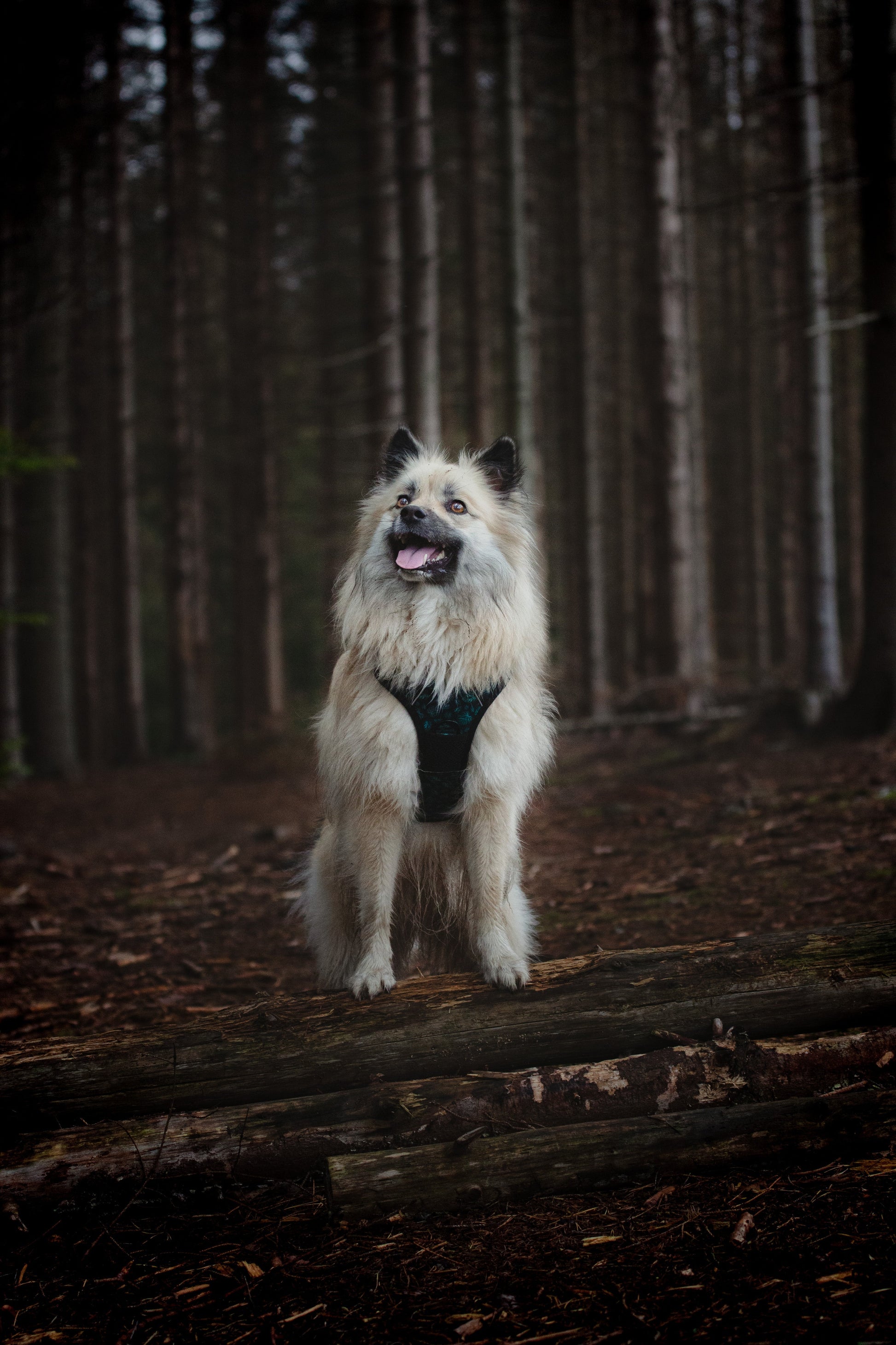 Adventure Trails Dog Harness - Evergreen